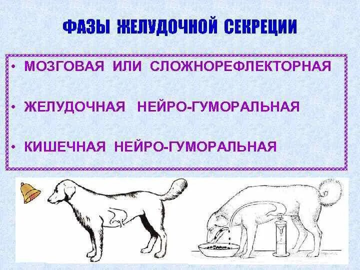 Фазы желудочной секреции. Фазы желудочной секреции схема. регуляция желудочного сокоотделения фазы. 2 фаза желудочной секреции схема. перечислите фазы желудочной секреции.