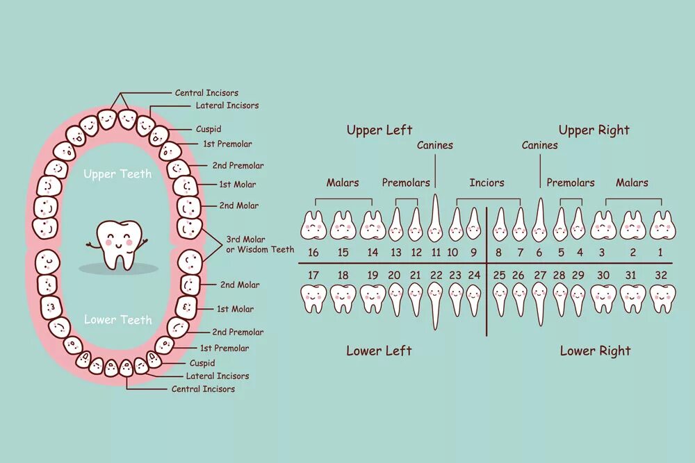 Сколько стоят зубы человека. Нумерация зубов в стоматологии схема у взрослых. Зубы нижняя челюсть нумерация зубов. Номера зубов в стоматологии схема с восьмерками. Нумерация зубов в стоматологии схема у детей.