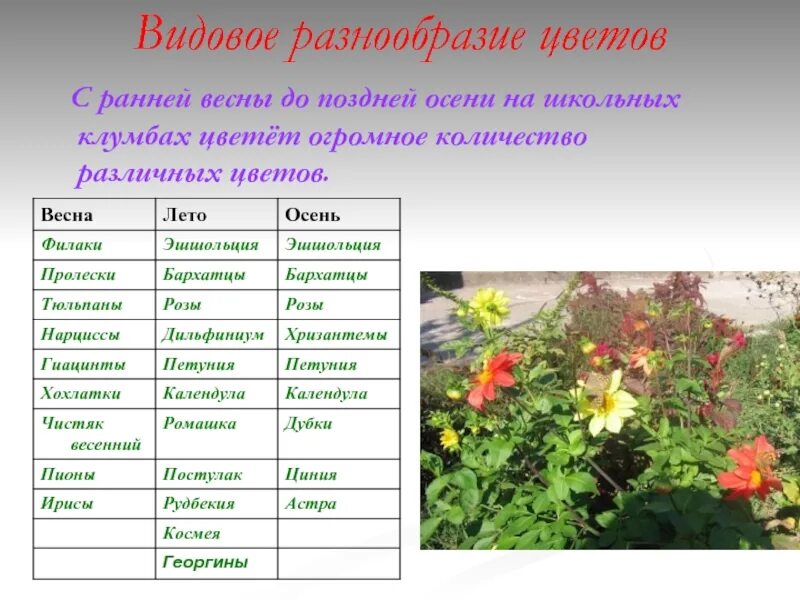 Когда начинают цвести цветы. Названия осенних цветов и растений. Название осенних цветов на клумбе. Список осенних цветов. Список названий осенних цветов.