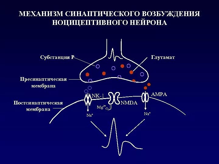 Процесс возбуждения нервных клеток. Механизм возбуждения нейронов схема. Механизм синаптического возбуждения. Механизмвозбкждения ноцицепторов. Механизм возбуждения нейроно.