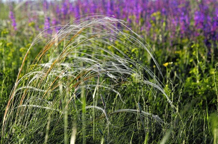 алтайский заповедник ковыль перистый. ковыль перистый (stipa pennata l. ковыль гривастый. ковыль автор. ковыль степной.