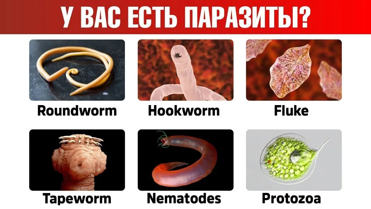 Страны паразиты. Страны паразиты