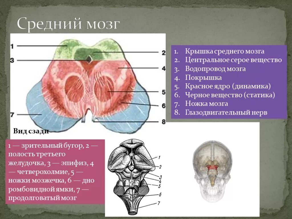 Средний мозг нижние бугры функции. Средний мозг анатомия внешнее строение. покрышка ножки среднего мозга. пластинка крышки среднего мозга. крышка и покрышка среднего мозга.