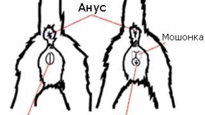 Как выглядит пенис кошки Кошачий путеводитель по интернету (часть 1)