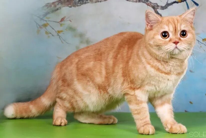 Шотландские кошки рыжие прямоухие. Шотландские кошки рыжие прямоухие. Скоттиш страйт рыжий. Шотландские кошки рыжие прямоухие. Рыжая шотландская кошка страйт.