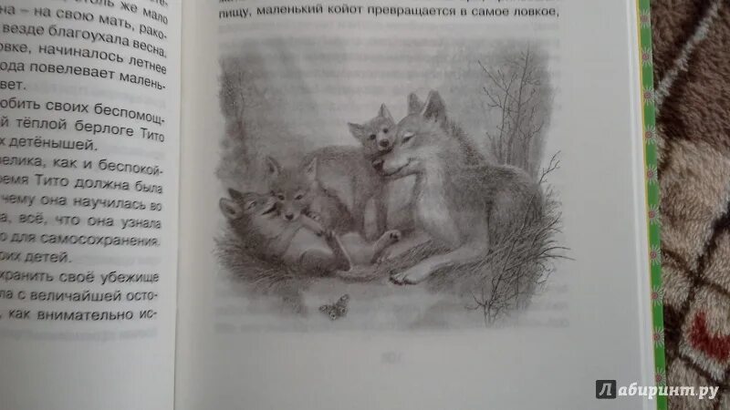 Сетон-Томпсон рассказы о животных иллюстрации. Тито Сетон Томпсон. Книга рассказы о животных Сетон Томпсон.