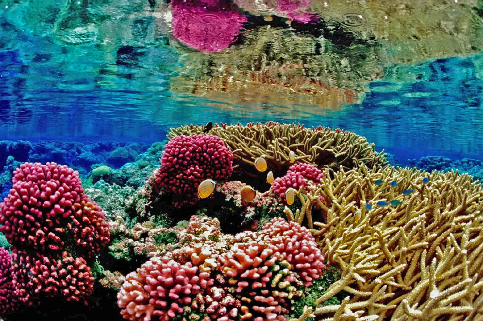 Рифы тихого океана. Барьерный риф кораллы. Большой Барьерный риф коралловые полипы. Атлантический океан коралловый риф.