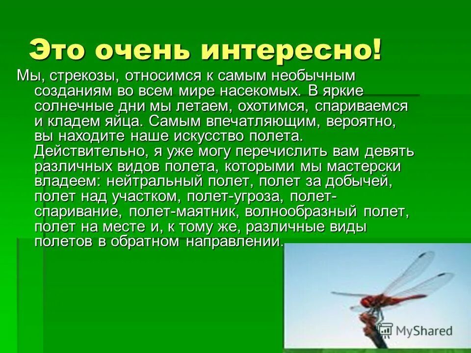 представители стрекоз насекомых. стрекоза презентация. к какому типу относится стрекоза. отряды насекомых стрекозы отряд. представители отряда насекомых стрекозы.