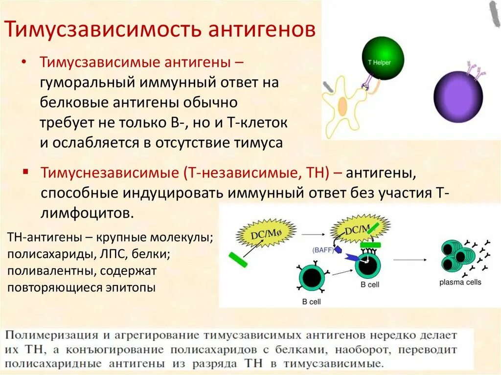 Антигены антитела иммунный ответ. Т независимый гуморальный иммунный ответ характеризуется. Т зависимый гуморальный иммунный ответ характеризуется. Иммунный ответ гуморальный на т-независимый антиген. Иммунный ответ на т-зависимые и т-независимые антигены.