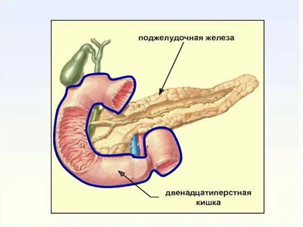 Двенадцатиперстная кишка биология 8 класс. 12 Перстная кишка анатомия человека. Поджелудочная и 12 перстная кишка. Железы 12 перстной кишки. Поджелудочная железа и 12 перстная кишка анатомия.