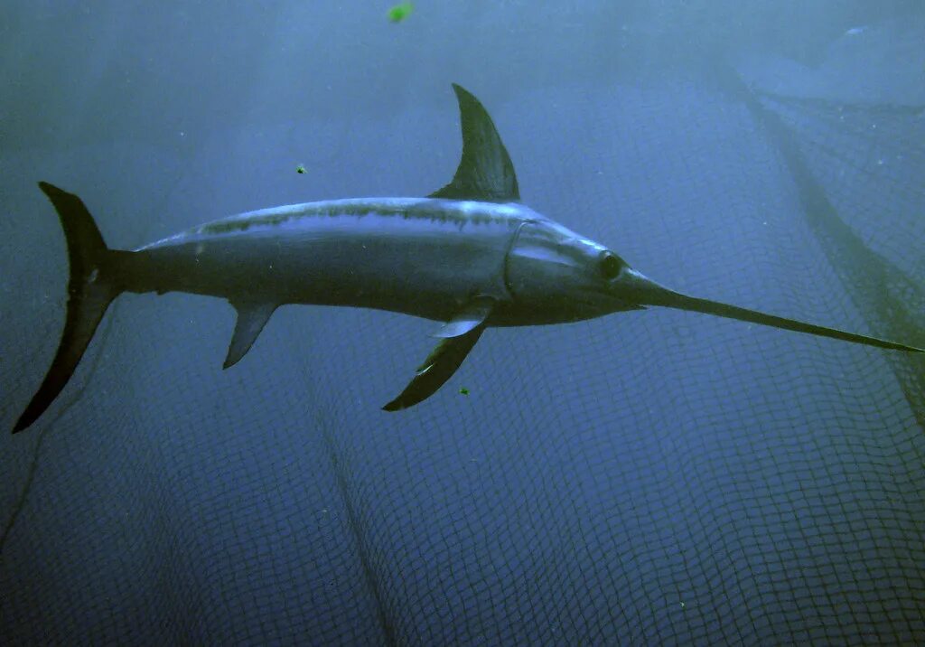 Крупная акула с мечом. Меч-рыба средиземноморский. Акула меч. Марлин рыба. Пилонос.