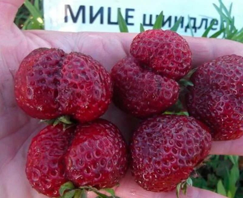 Клубника немецкая описание сорта фото отзывы
