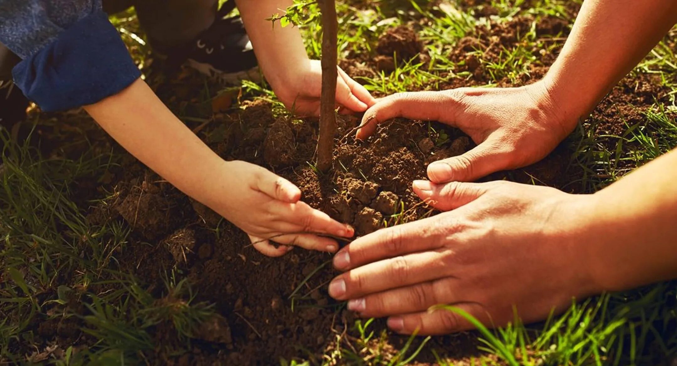 Planting plus. Посадка деревьев. Высаживание деревьев. Сажание деревьев. Посадить дерево.