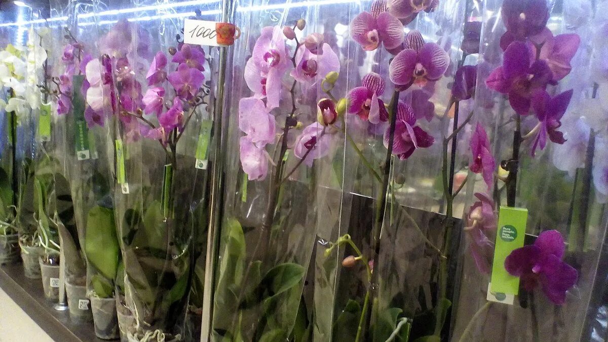 Орхидея Чебоксары. Оптовая база фаленопсис. Орхидеи в магазине лента. Орхидея в магазине магнит.