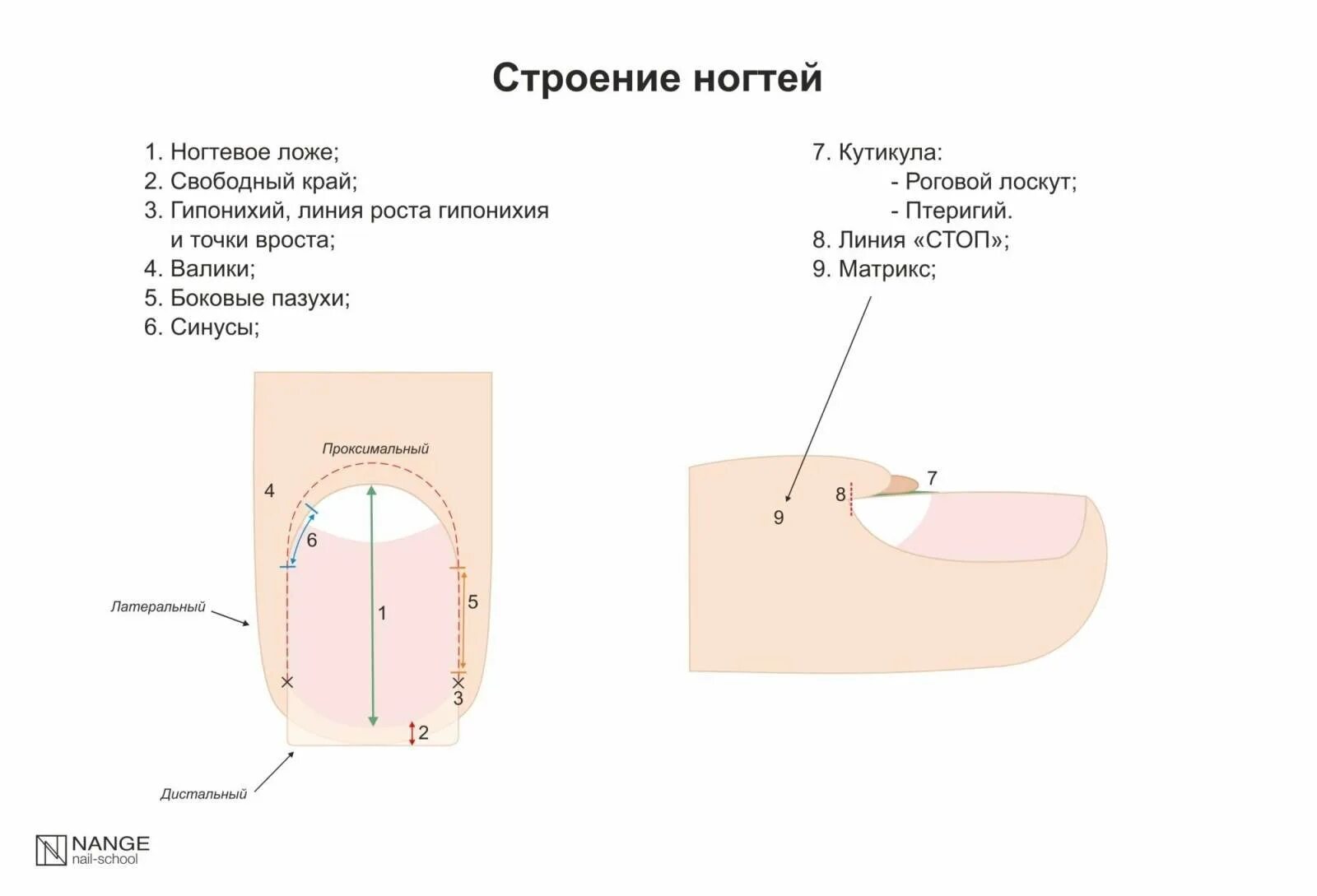Прибор измеряющий плотность ногтевой пластины. Строение ногтевой пластины слои ногтя. строение ногтевой пластины схема слои. строение ногтя сбоку валики. строение ногтя, слои ногтевой пластинки.