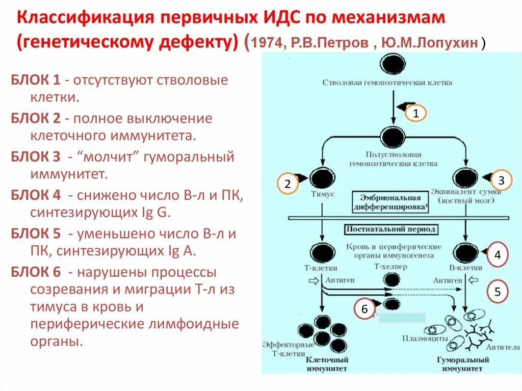 Созревание иммунных клеток. Патогенез развития вторичного иммунодефицита. Первичные иммунодефицитные состояния механизмы развития. Механизм развития первичных иммунодефицитов. Классификация механизм развития первичных иммунодефицитов.