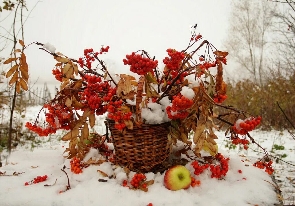 Ноябрьский день картинки. Зимний натюрморт. Осенне-зимние цветы. Рябина зимой в деревне. Рябина в снегу осень.