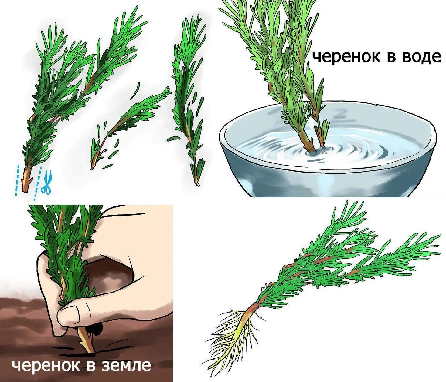 Размножение туи черенками в домашних условиях весной. Можжевельник казацкий черенок. Черенкование можжевельника туи. Черенкование розмарина. Розмарин размножение.