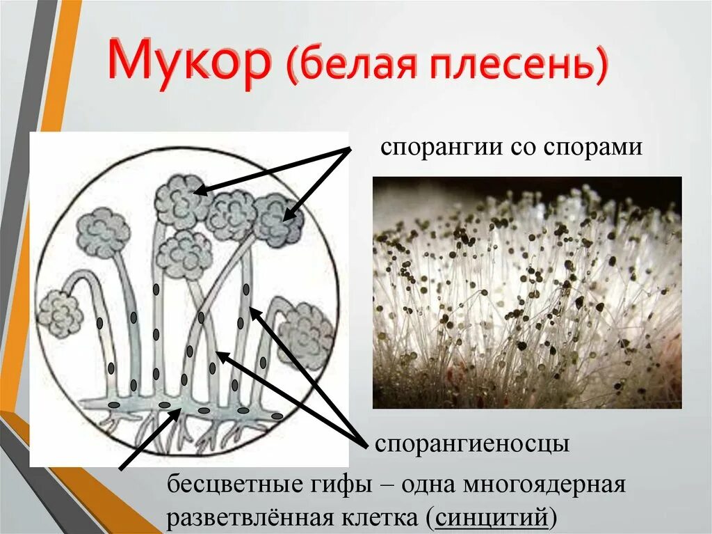 Плесневый гриб мукор относится к. Плесневый гриб мукор. Белая плесень мукор. Плесень мукор препарат. Строение плесени мукор.