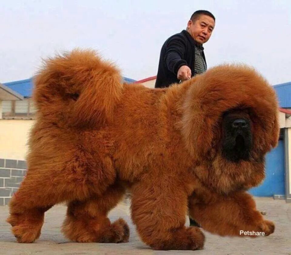 Самая большая цена. Тибетский мастиф. Собаки породы тибетский мастиф. Тибетский мастиф великан. Тибетский мастиф Хонг Донг.