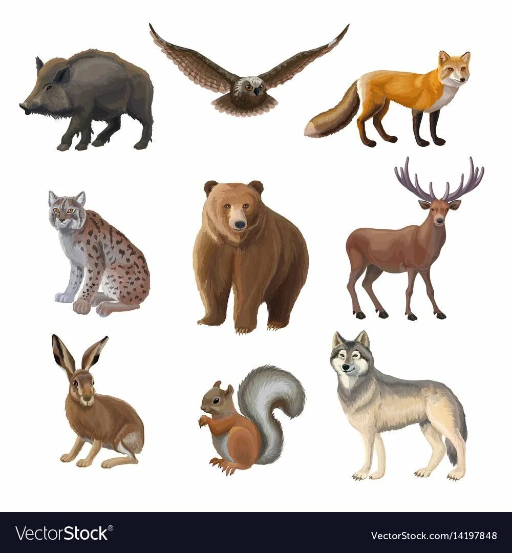 Дикие животные картинки цветные распечатать Set of Various Cute Animals, Forest Animals. Wolf, Fox, Bear, Wild Boar, Moose,