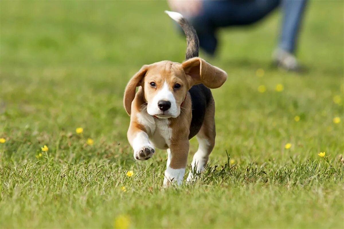 Puppy training