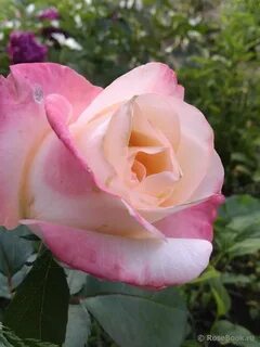 Bell rose