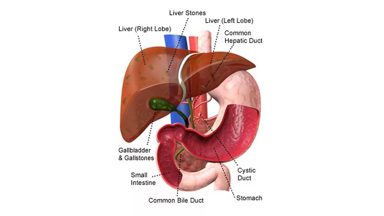Liver leaf. Milk thistle sims 4. Печень медицина абстракция. Типичные гепатоэктомии. Liver leaf.