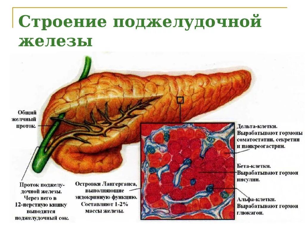 Поджелудочная железа человека функции. Поджелудочная железа анатомия функции. строение поджелудочной железы анатомия. анатомическое строение поджелудочной железы. поджелудочная железа внешнее и внутреннее строение.