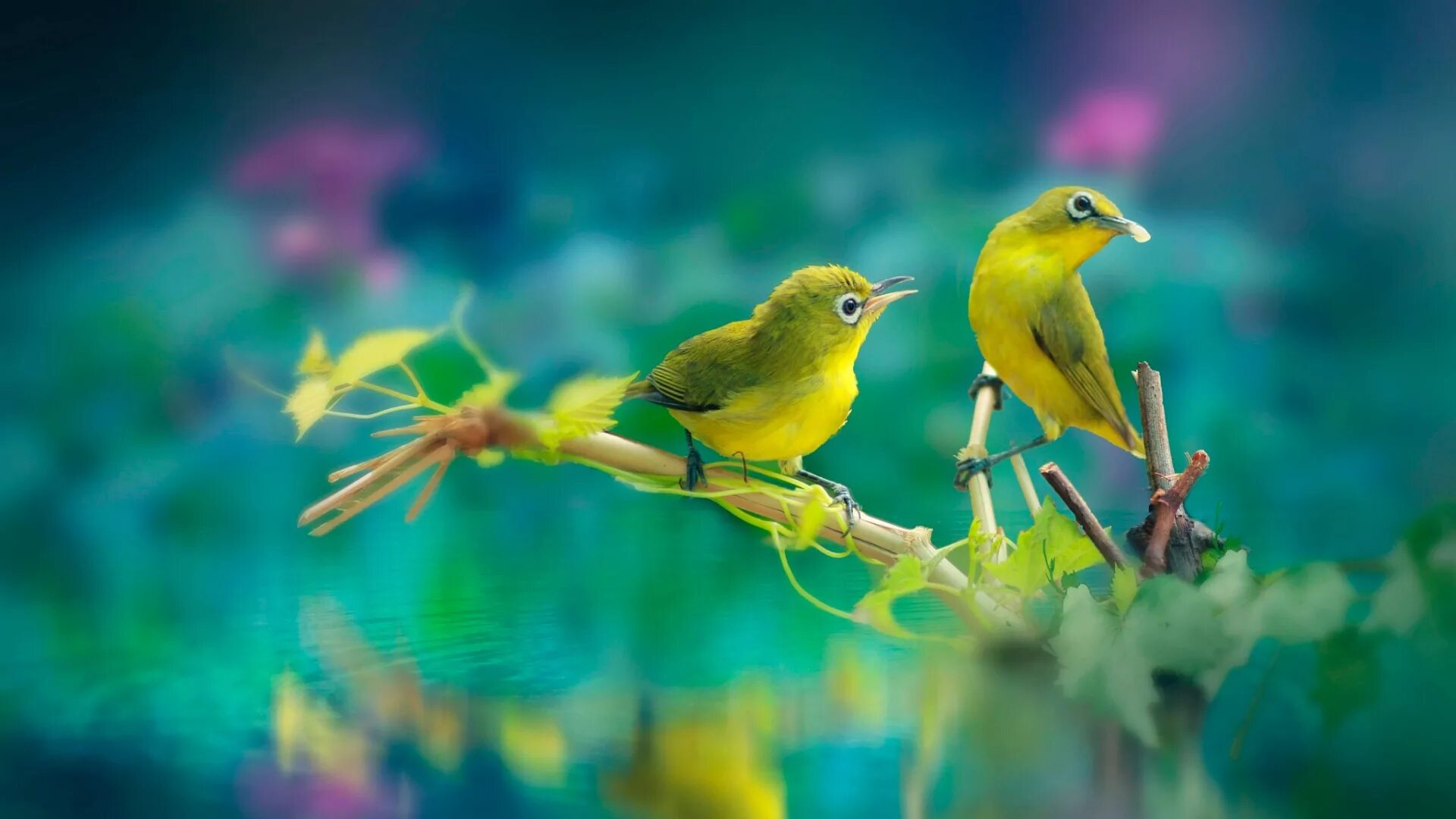 Звук птиц медитация. Обои природа птички. Стая желтых птиц. Желтые обои с птицами. Обои на рабочий стол птицы в паре.