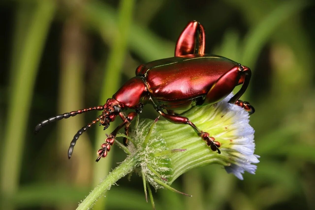 Insect legs. Жук Листоед краснокаемчатый. Sagra femorata Жук. Листоед краснокаемчатый (Chrysolina sanguinolenta). Пальмовый Жук.