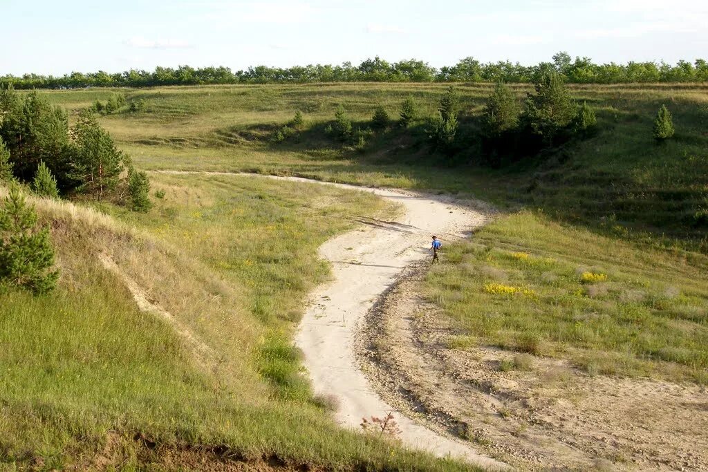 с сосновый овраг. с сосновый овраг. овраги. хвойный лес бор. пригорок в лесу.