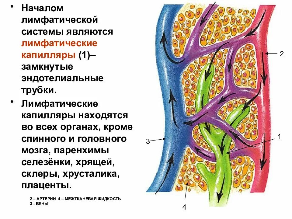 Особенности лимфатических сосудов. Слепозамкнутые капилляры лимфатическая система. Строение лимфатических капилляров сосудов узлов. Строение капиллярной системы. Строение капилляров лимфатической системы.