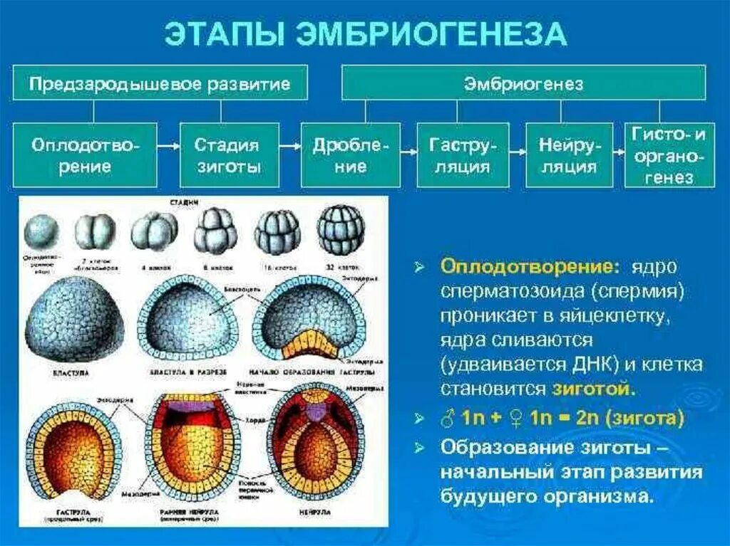 Работа по онтогенезу 10 класс. Онтогенез бластула гаструла. Ранние стадии эмбриогенеза. Бластула. Гаструла.. Бластула гаструла нейрула таблица. Онтогенез бластула гаструла нейрула.