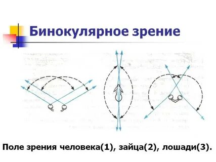 Определите бинокулярное зрение