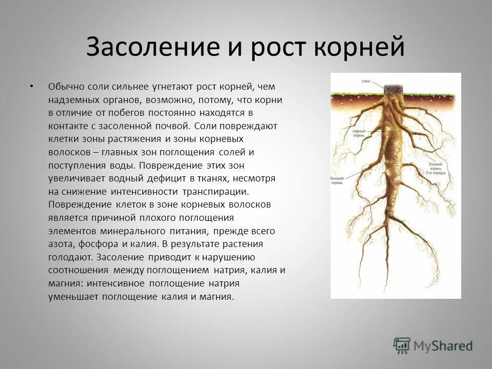 Корни растений. Корни растений в почве. Корень. Корневая система растений в почве.