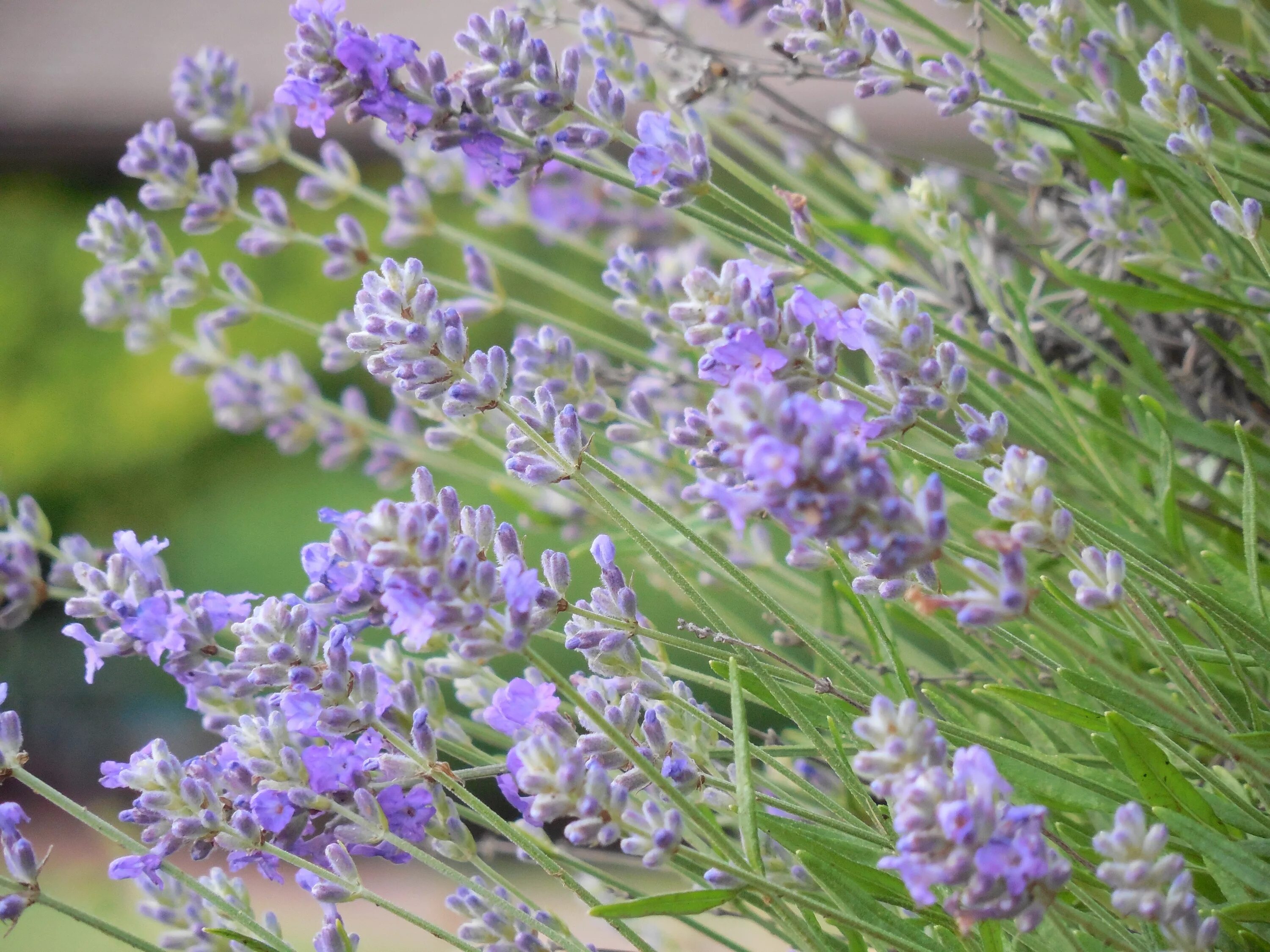 Благоухание трав. Лаванда колосовидная. Лаванда для травника. Lavandula multifida Blue Torch. Lavandula viridis.