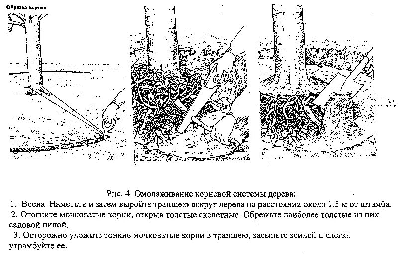 Липа дерево корни. Корневая система деревьев схема. Корневая система липы. Объем корневой системы деревьев. Липа корневая система глубина.