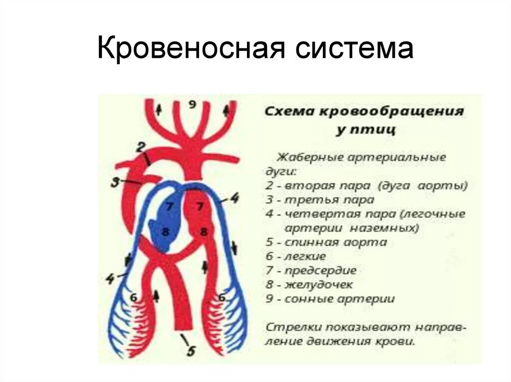 Кровеносная система. Кровеносная система схема. Кровеносносная система. Схема по кровеносной системе. Схема кровообращения птиц