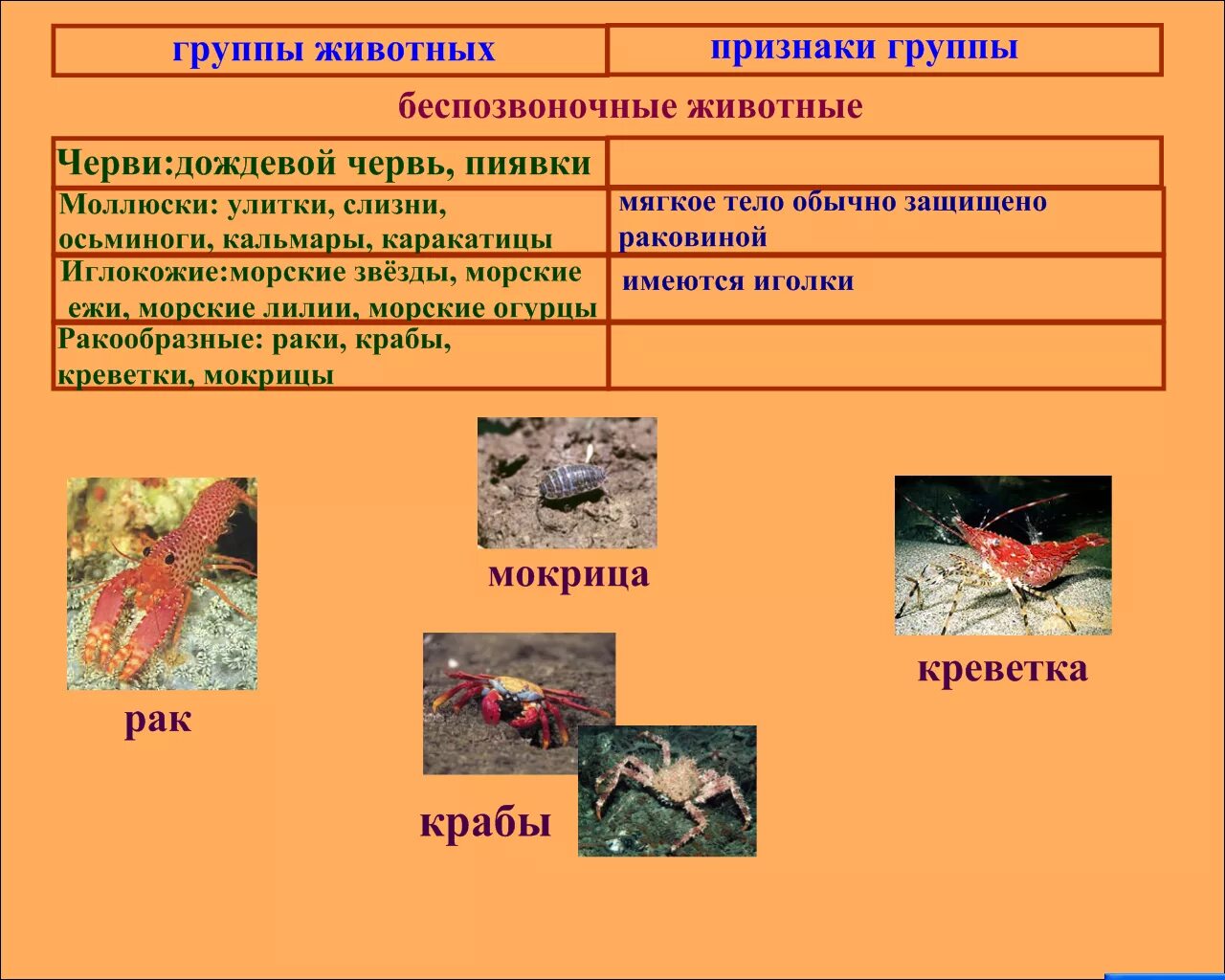 Беспозвоночные животные группы. К беспозвоночным животным относятся. Беспозвоночные классификация. Описание беспозвоночных