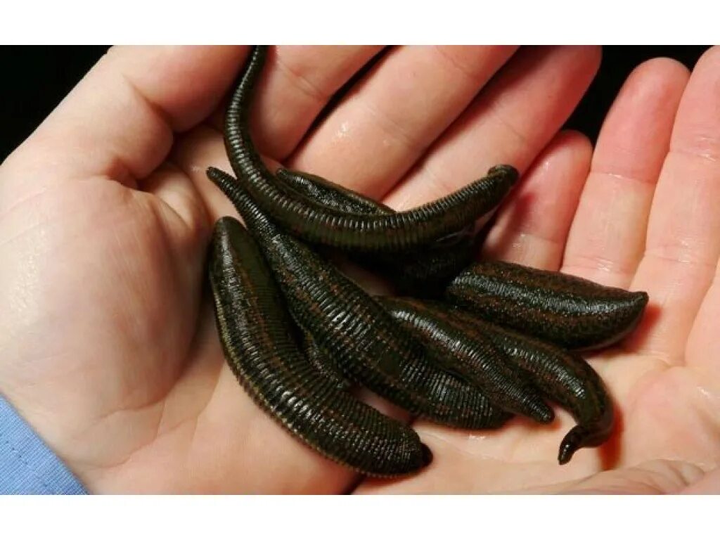 Медицинская пиявка hirudo medicinalis. Пиявка ложноконская пиявка. Медицинская пиявка гирудотерапия. Пиявка это. Медицинская пиявка hirudo medicinalis.