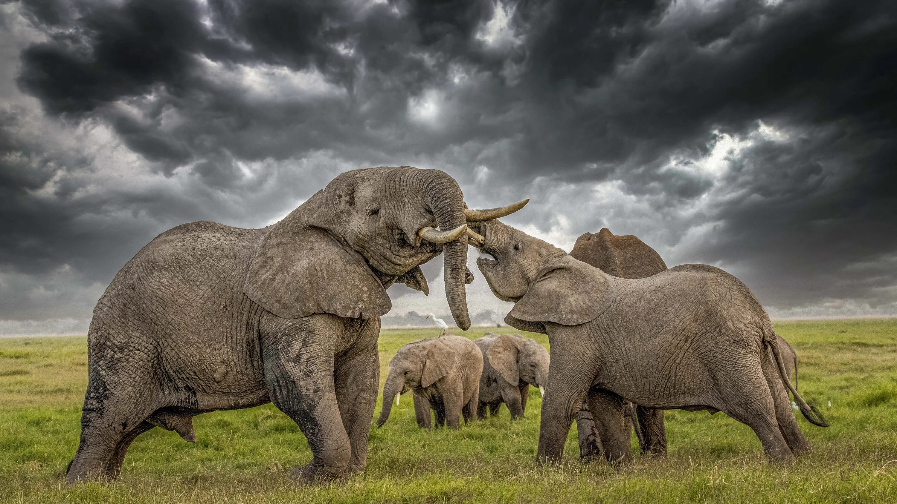 Elephants are big cats. Африканские животные. Слон. Слоны на рабочий стол. Слон фото.