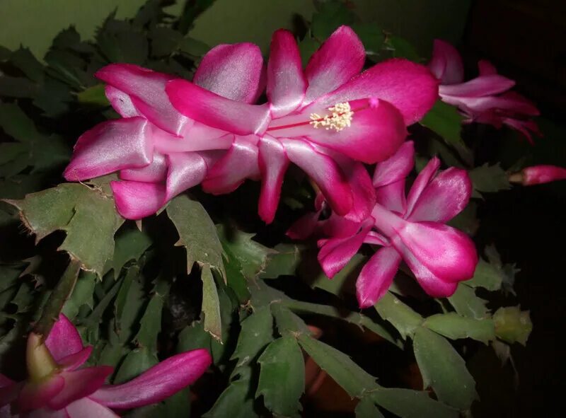 Ирис кафе архангельск меню. Ирис сибирский диэ дилайт. Ирис декабристов. Ирис сибирский пейнтед вумен. Ирис цветы листья.