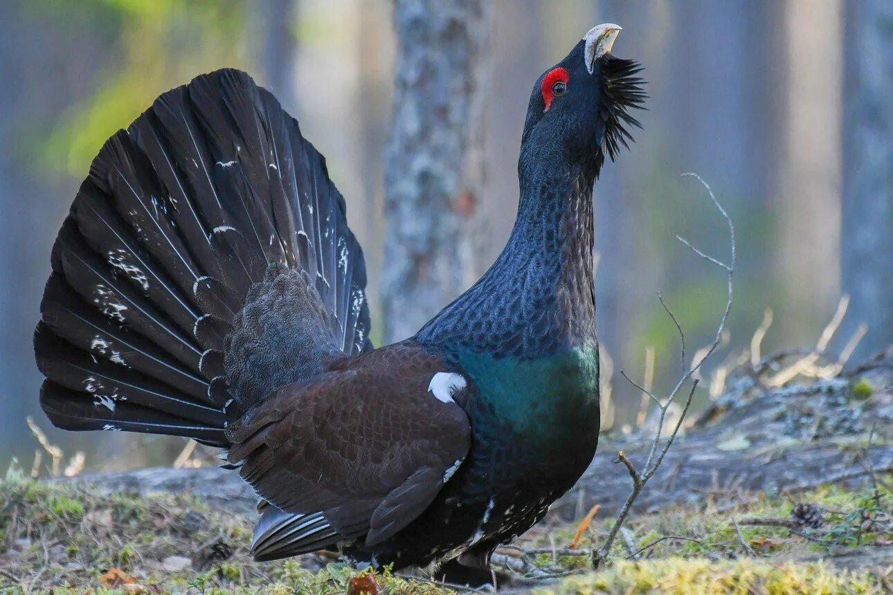 Каменный глухарь (tetrao parvirostris). Глухарь (tetrao urogallus). Глухарь (tetrao urogallus). Глухарь токует. Чернобрюхий глухарь.