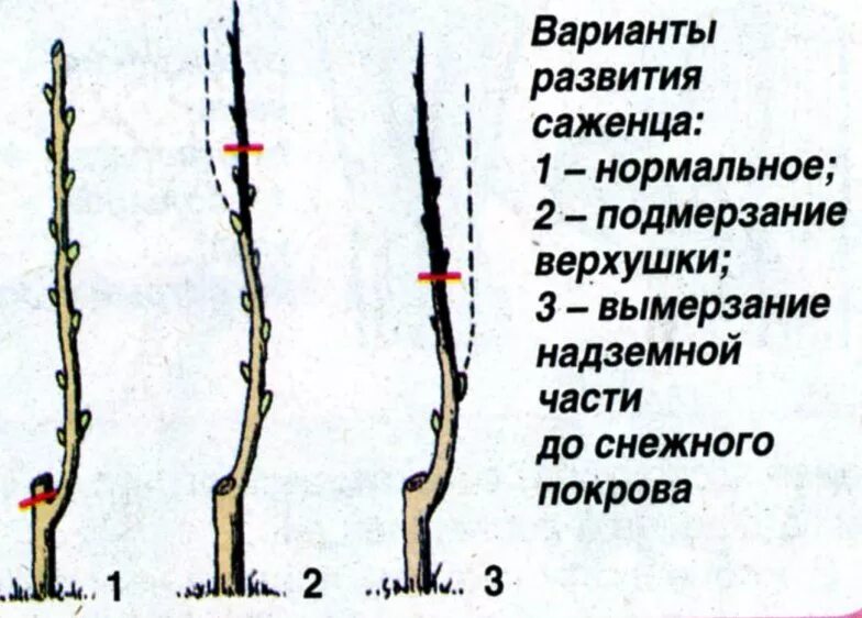 Обрезать ли саженцы при посадке. Саженцы яблони ЗКС. Посадка саженца яблони колоновидной. Саженец черешни колонновидной. Верхушечная почка у колоновидной яблони.