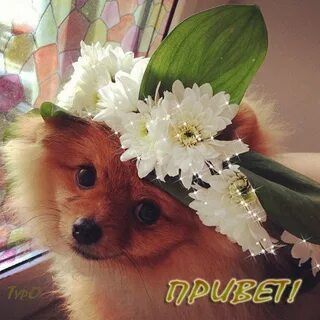 Красивые приветы видео