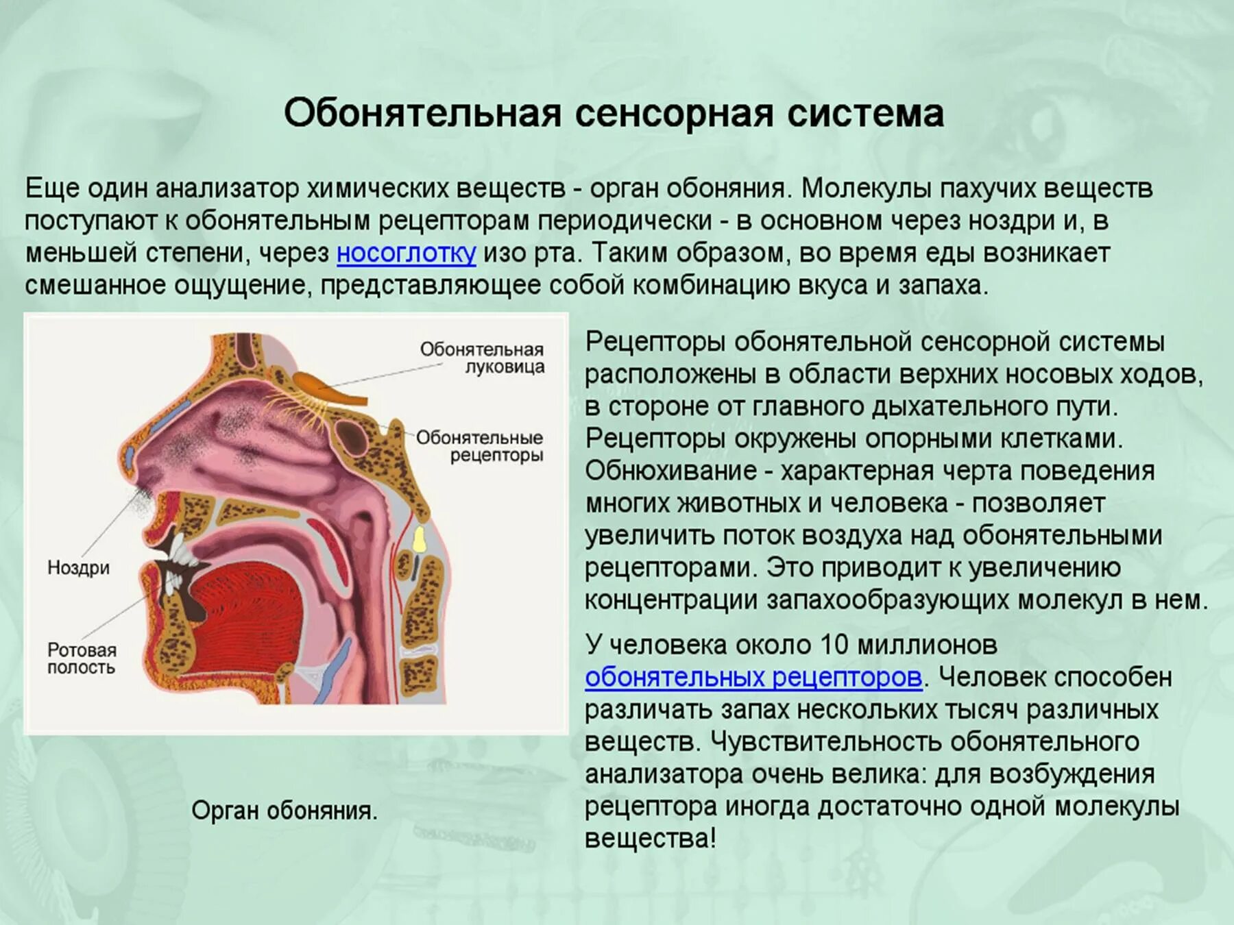 Обонятельный анализатор 8 класс. Анализатор анализатор строение и функции обонятельного. Обонятельный анализатор 8 класс биология. Обонятельная сенсорная система строение и функции. Кожно-мышечная чувствительность обоняние вкус.