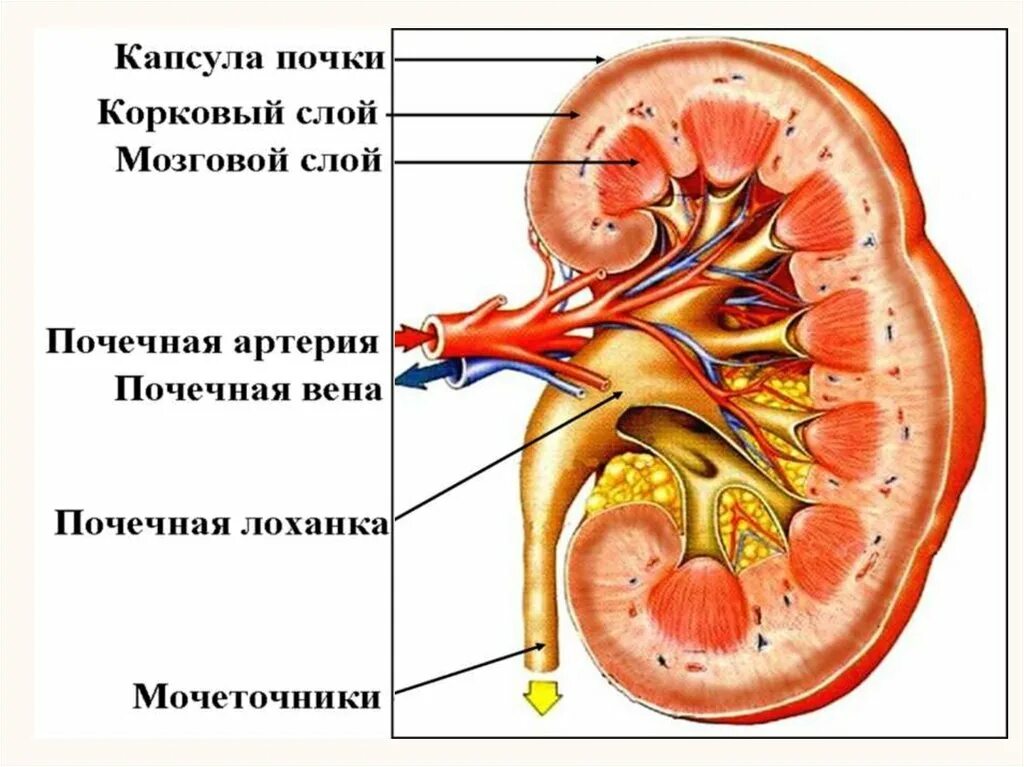 Почка анатомия человека. Внутреннее строение почки фронтальный разрез. Строение почки человека ЕГЭ биология. Строение почки человека ЕГЭ. Выделительная система человека строение почки.