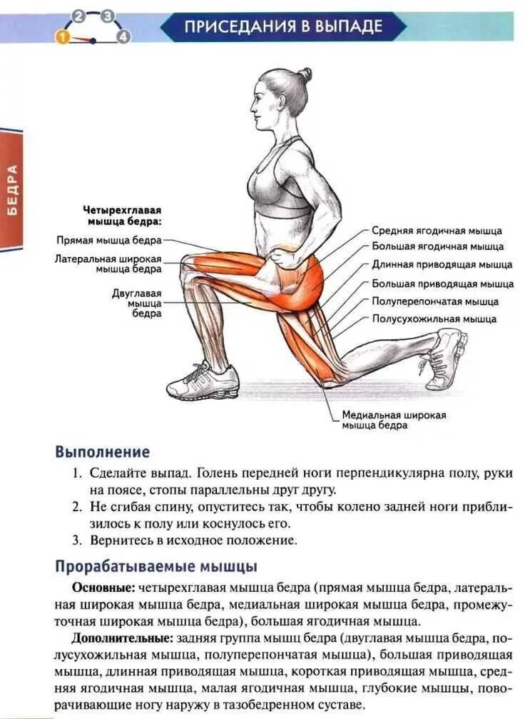 Присед положение ног. Приседания анатомия силовых упражнений. приседание плие группы мышц. мышцы задействованные при выпадах. мышцы задействованные при упражнениях.