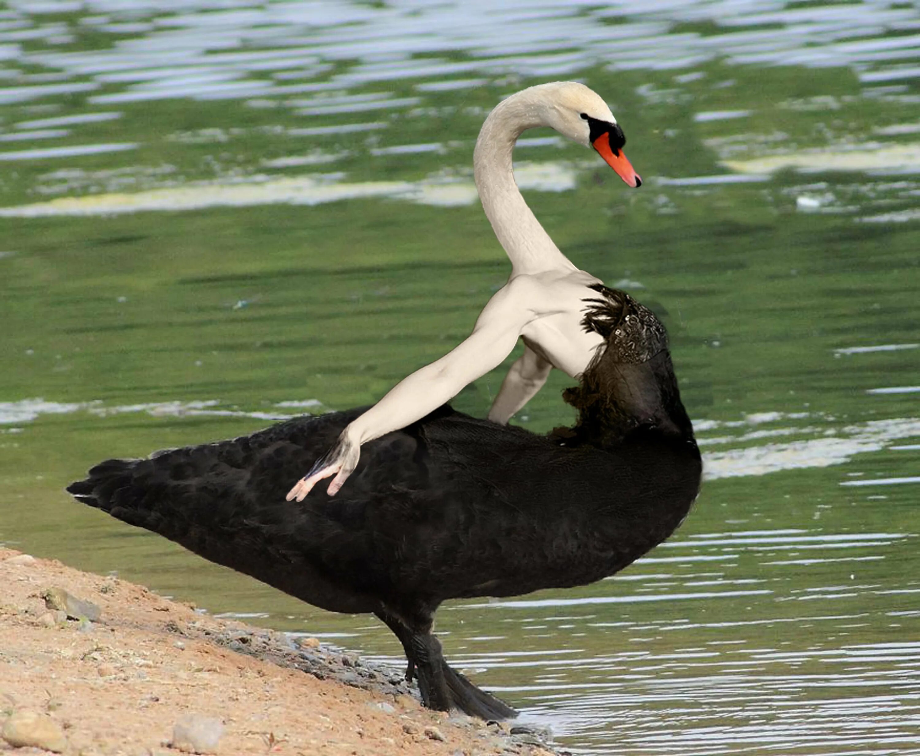 Австралийский черный лебедь. Черный лебедь птица. Черный лебедь животное. Черный лебедь в полете.